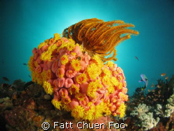 Interesting coral. Anilao, Philippines



 by Fatt Chuen Foo 